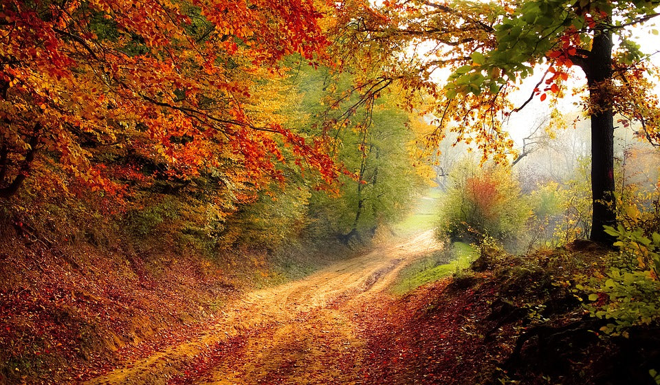forest road in the autumn autumn landscape
