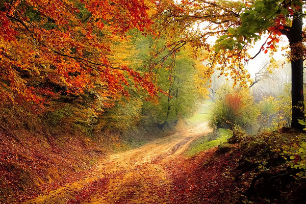 forest road in the autumn autumn landscape